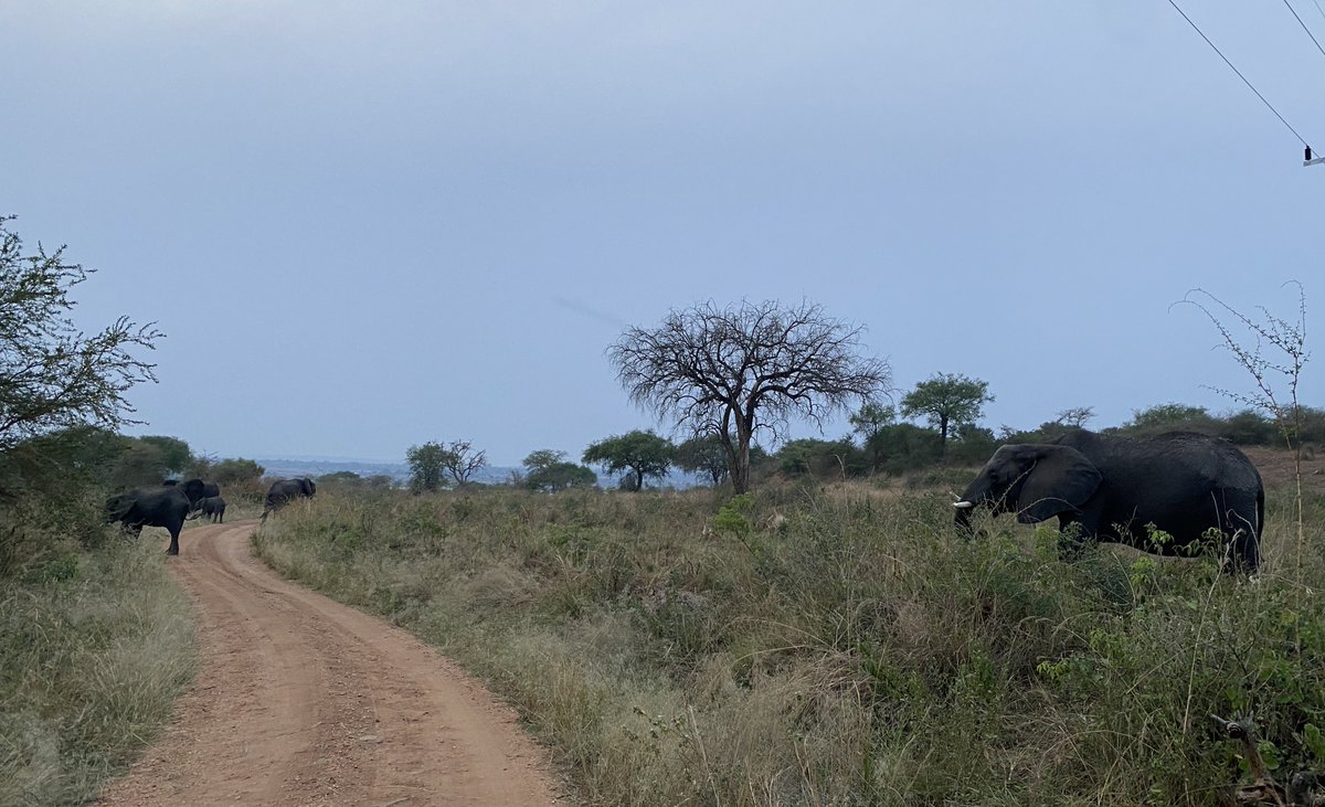 LenaTours_'s tweet photo. Wildlife safaris 💯
We offer tailored safaris to any destination around Uganda. Book with us today!
WhatsApp +256700487423
Email: info@lenatoursandtravel.com
More info at; https://t.co/cEC8akJOBH
#VisitUganda #ExploreTheExtraordinary https://t.co/FPD5OcxGlV