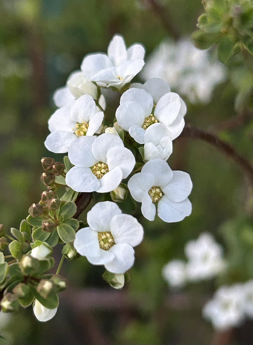 Tantan8325's tweet image. Turning winter's cold snow into white blossoms,
they grace the branches.
Whispering softly, they bring news of spring.
In their gentle sway, I find both fleetingness and grace.
〜 charm 〜 🇯🇵 only
Snowy willow