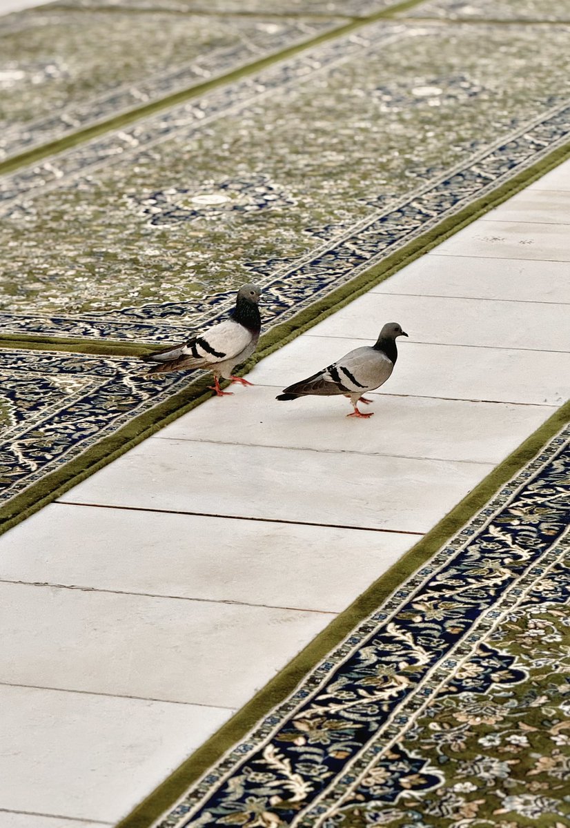 22 Ramazan.

"Ey Rabbim! Beni bereketli bir yere kondur. Sen, konuk edenlerin en hayırlısısın." 

Mü'minûn, 29

|Medine