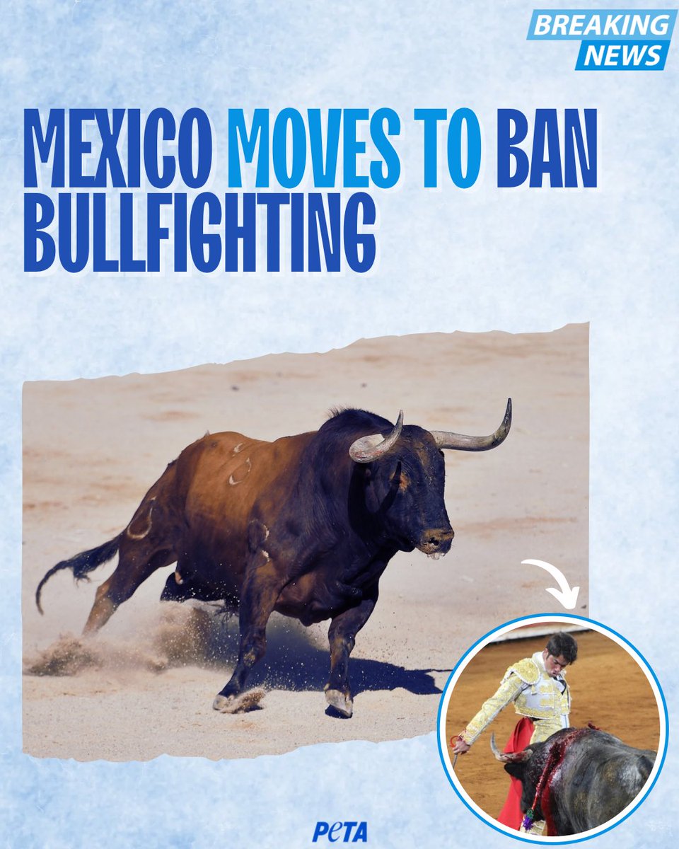BREAKING: Mexico City is set to ban bullfighting after tireless work by <a href="/PETA_Latino/">PETA Latino</a> and Mexico Sin Toreo coalition. 
The world’s largest bullring could soon close its doors to cruelty. 🐂