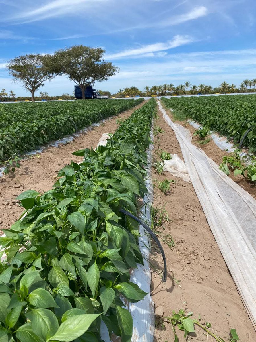 En el sur de Sinaloa están en su última etapa de producción, complicada la situación del mercado toda la temporada, quien aguante $ hay viene la revancha, comienzan a repuntar varios cultivos en el mercado.
 #agriculturamexicana 
#Bioestimulandoando
#mauricionavarro
#la31produce