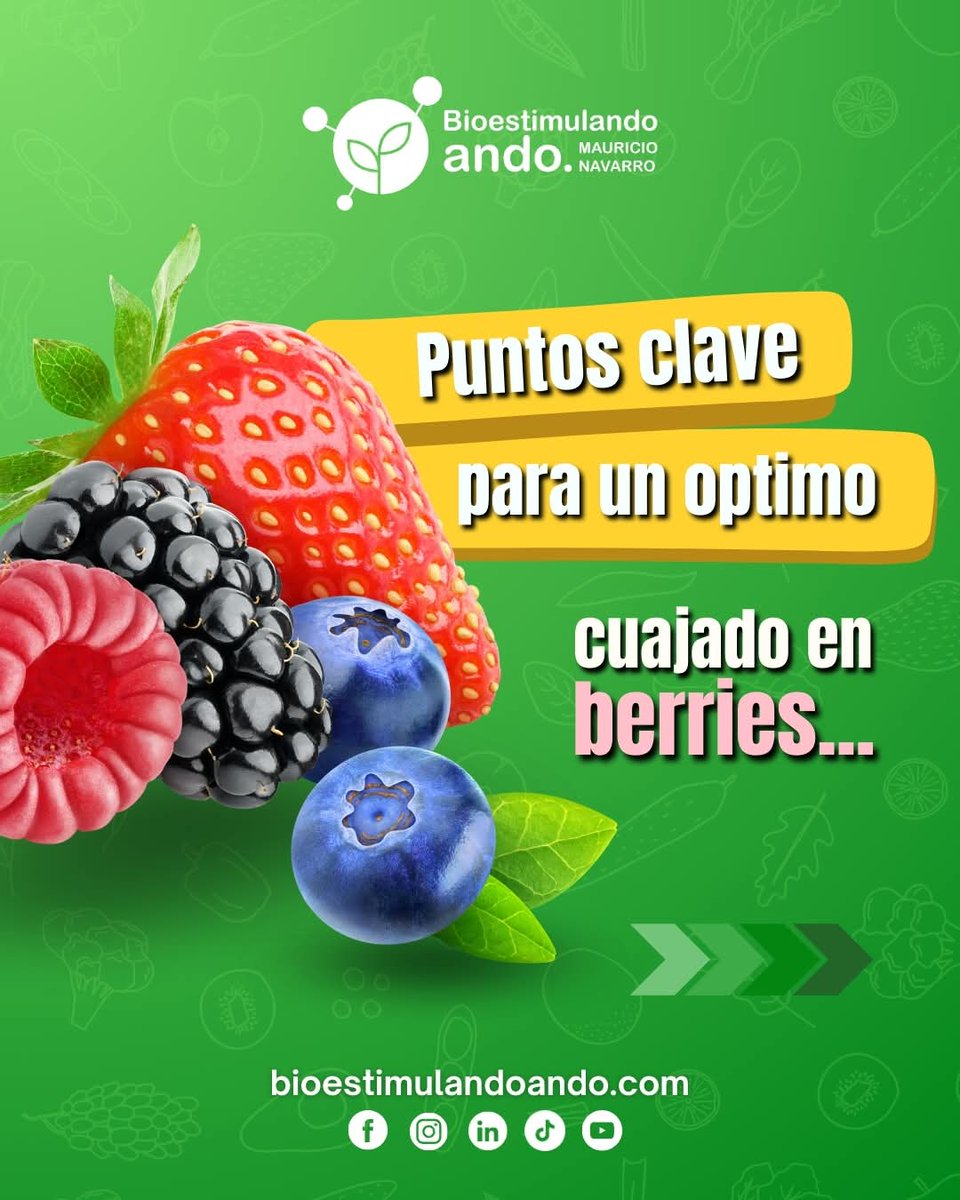 mnavarrogar's tweet photo. Un manejo adecuado de estos factores garantizará un cuajado óptimo y una mejor producción en tus berries. 🌿🍓

#Berries #BioestimulandoAndo #NutricionVegetal #BioestimulacionVegetal #mauricionavarro https://t.co/gktNhhPfup