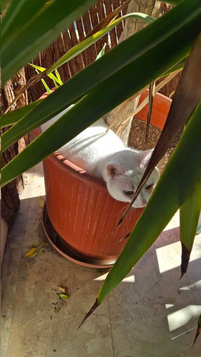 _SP1__'s tweet image. Be careful of invasive weeds now that spring is approaching