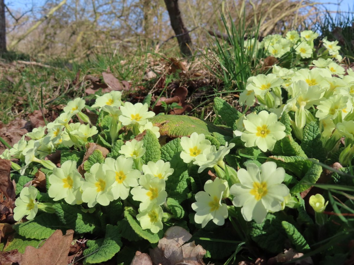 Zag vanmiddag een zeldzaam plantje dat nog in het 
Drentse Aa gebied te vinden is, stengelloze sleutelbloem 
-primula vulgaris- 
#DrentscheAa 
#StengellozeSleutelbloem
 #WildflowerHourNL