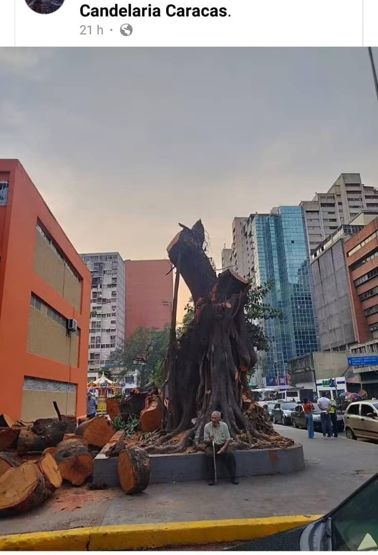 Horror, no lo merecía el hermoso árbol de caucho, no lo merecemos nosotros, no lo merece la ciudad!!!
En Plz Candelaria con av.Urdaneta,  a metros de San Bernardino...¿hasta cuando?  ¿Qué hace el Ministro del EcoSocialismo del Ambiente?, y ¿la Alcaldesa Meléndez Mcpio Libertador?