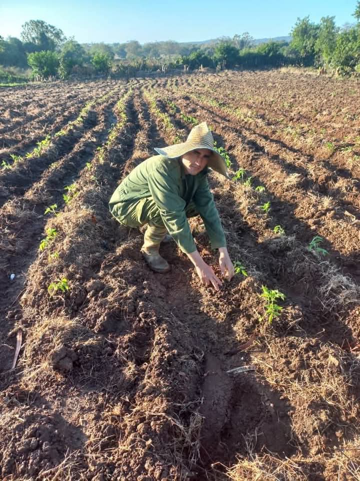 CabreraOrl68642's tweet photo. Visita realizada en la mañana de hoy al campesino Jorge A. Díaz Grave de Peralta de la CCS Eugenio González del municipio #AnapHolguin   "La Producción de Flores" sin descuidar la producción de alimentos, usando la ciencia y la técnica como primer orden. #AnapCuba https://t.co/lCMbPnCMWU