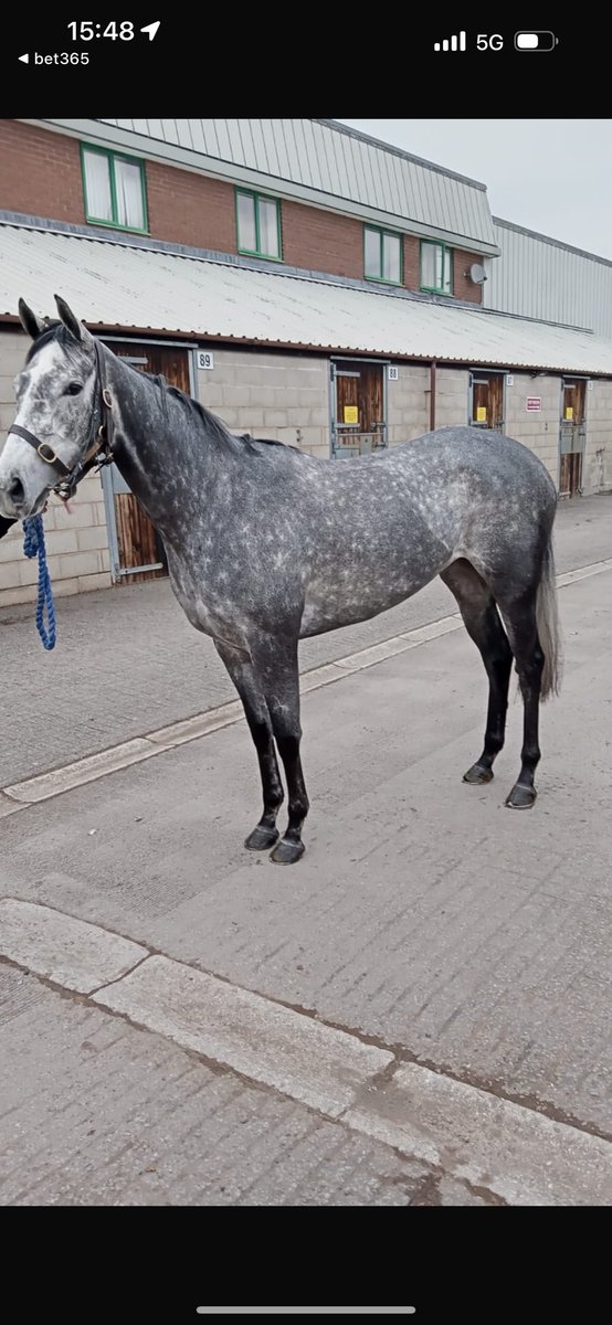 Niyla Breeze has arrived 🐎