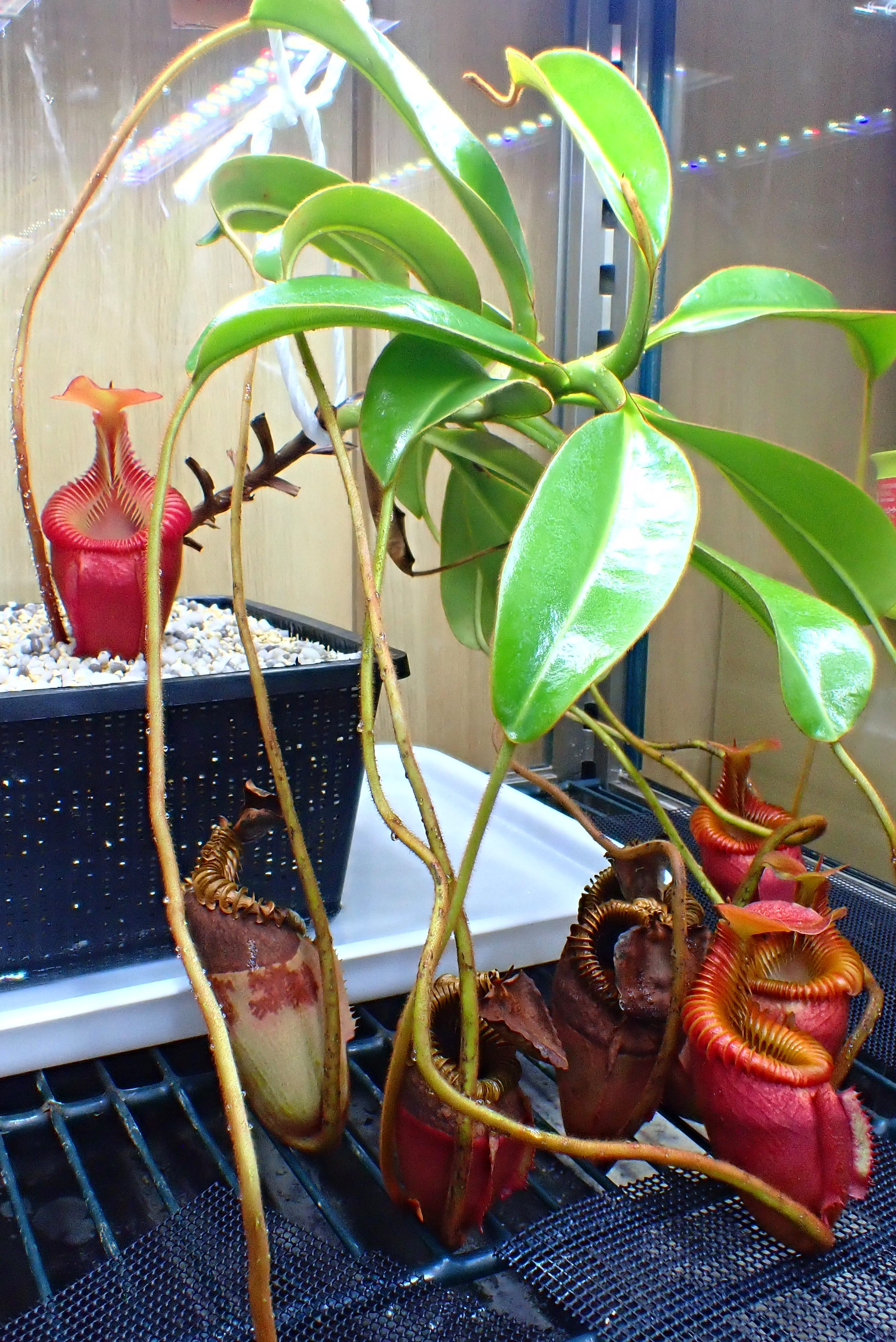 食虫植物N. villosa Kinabalu WP (ネペンテス ビロサ) N.villosa