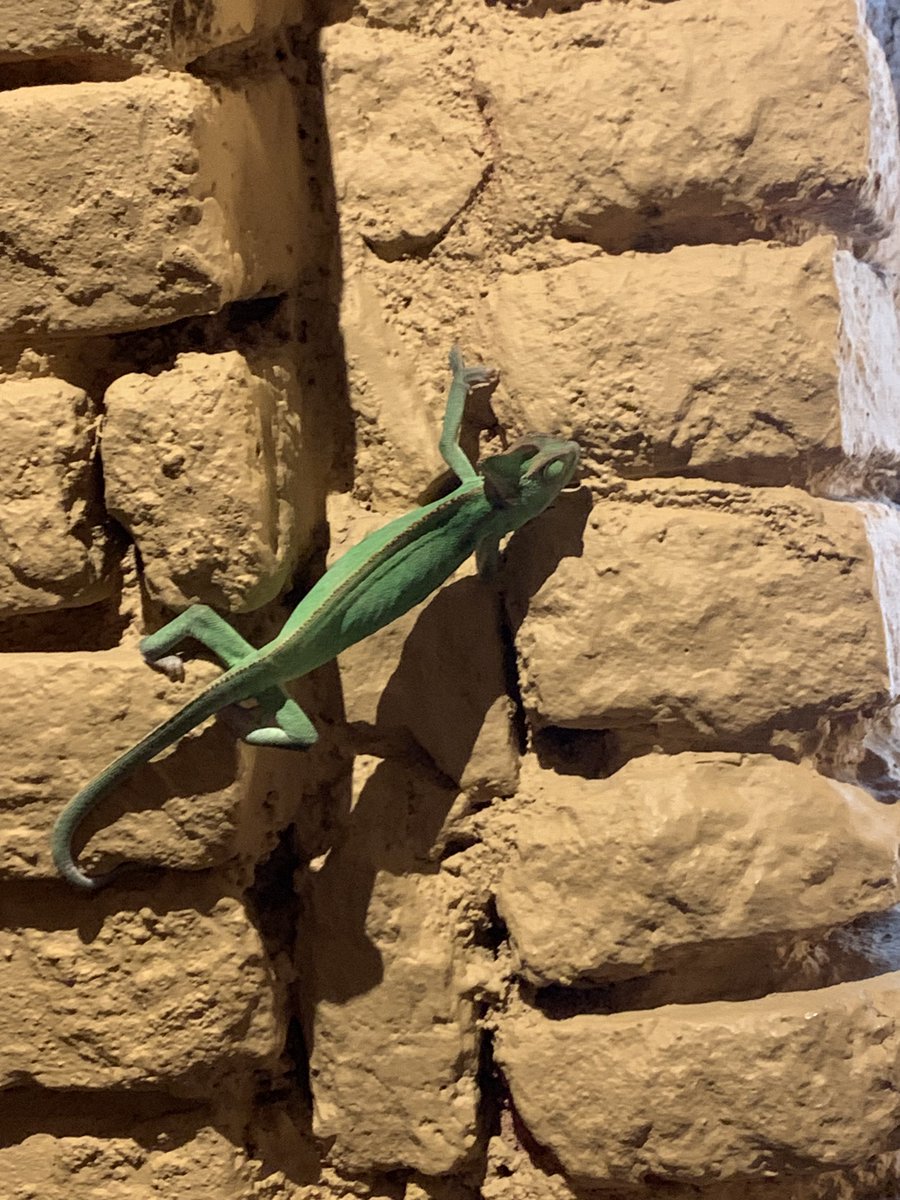 freshlyfe X lava boi tweet media