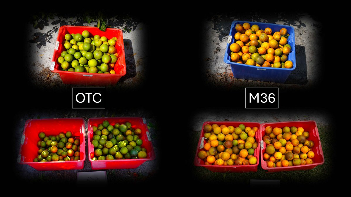 Michelle Heck (@vectorbiospace) on Twitter photo The <a href="/USDA/">Dept. of Agriculture</a> Grove-First project tests injectable therapies directly in the field. These are results from Phase 1 harvest last weekend. OTC is what is available to growers now. Fruit from M36-treated trees have 3-4 points higher Brix. M36 will advance into a Phase 2 trial this year. The <a href="/USDA/">Dept. of Agriculture</a> Grove-First project tests injectable therapies directly in the field. These are results from Phase 1 harvest last weekend. OTC is what is available to growers now. Fruit from M36-treated trees have 3-4 points higher Brix. M36 will advance into a Phase 2 trial this year.