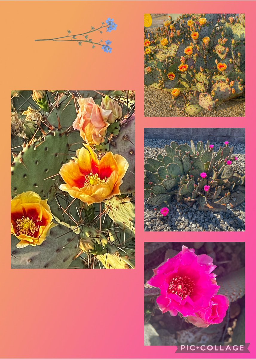 Apackof2Redux's tweet image. Good Morning. Spring has sprung in the desert! #apackof2 #fulltimerver #Arizona