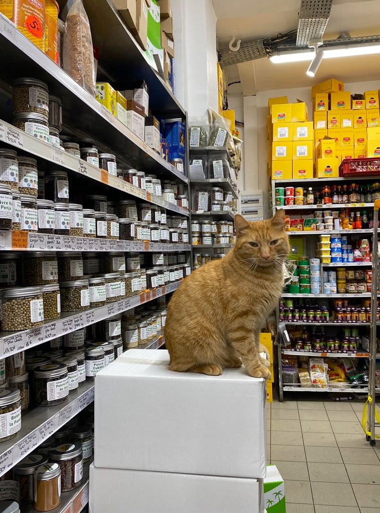 Bodega Cats (@bodegacats_) on Twitter photo 