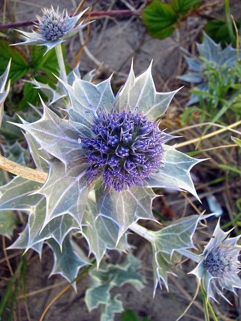 Naturepathway's tweet photo. "Spiky elegance in shades of purple and silver ๐โจ. #SeaHolly #WildflowerWonder #NatureArt" https://t.co/BWVMJ9SlcG