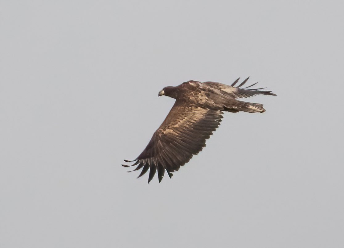 Juvenile White-tailed Eagle, south of Kingsclere this morning. I literally had to throw the car into a hedge and jump out to obtain these images, before it disappeared over the tree line towards Overton. Becoming annual for me! 😂