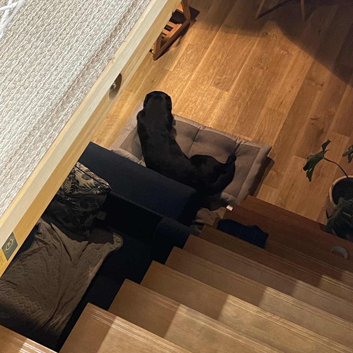 今日届いたばかりの長座布団で寝てくれててカンゲキ🥺💓（スナイパーの角度から隠し撮り）