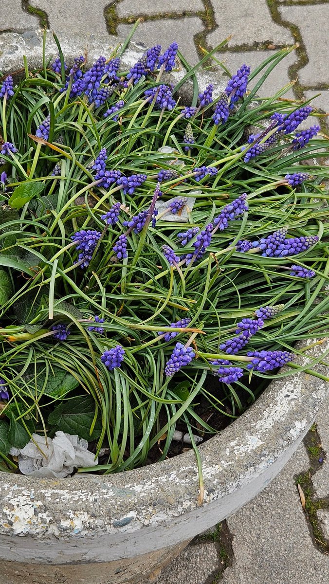 çivit otu??? 😁😁