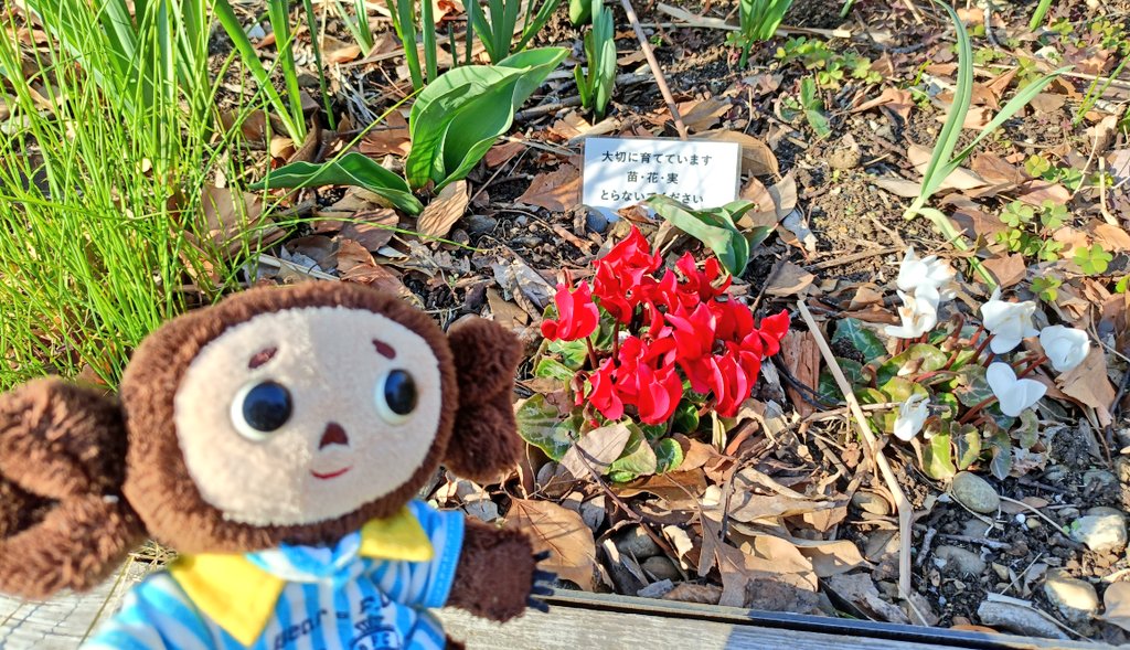 LifewithCHEB's tweet photo. タイラー「大切なお花たち、さわらないで見るだけにしようね🎶」
#チェブラーシカ #ぬい撮り #Чебура́шка https://t.co/TiUE4zAwQh