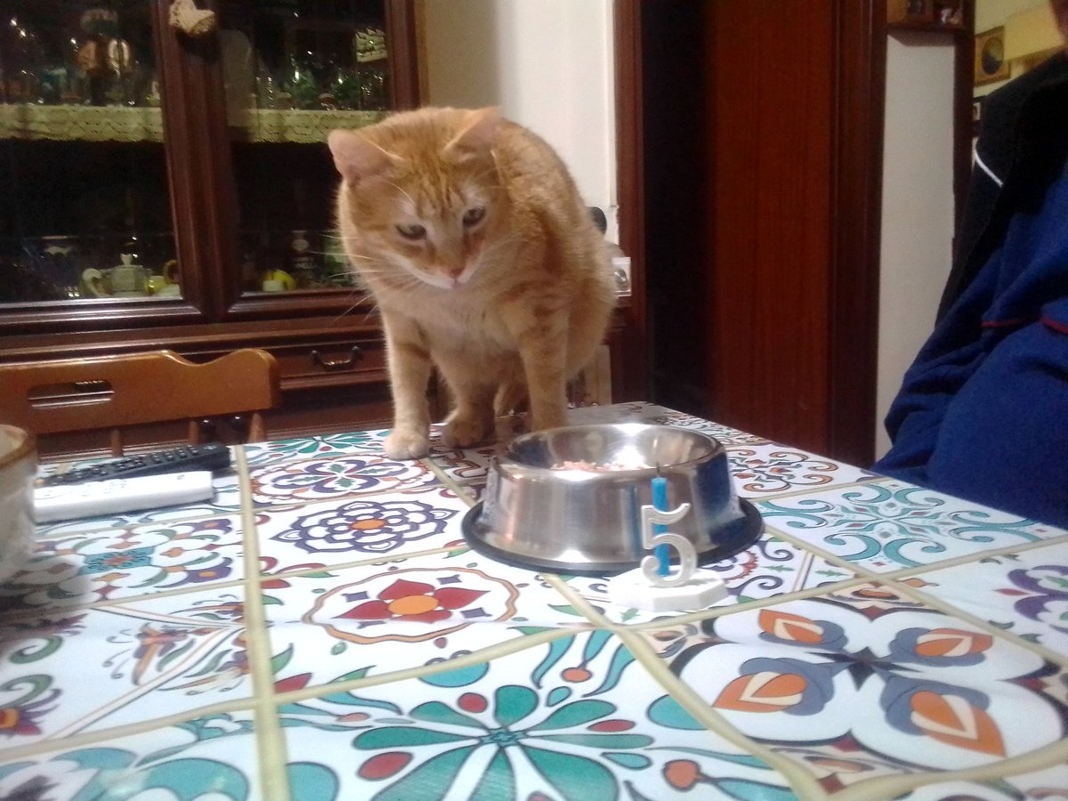 capitanzio's tweet photo. #21march
#birthday
#dad
#cat https://t.co/Yi2a0B1dJ0