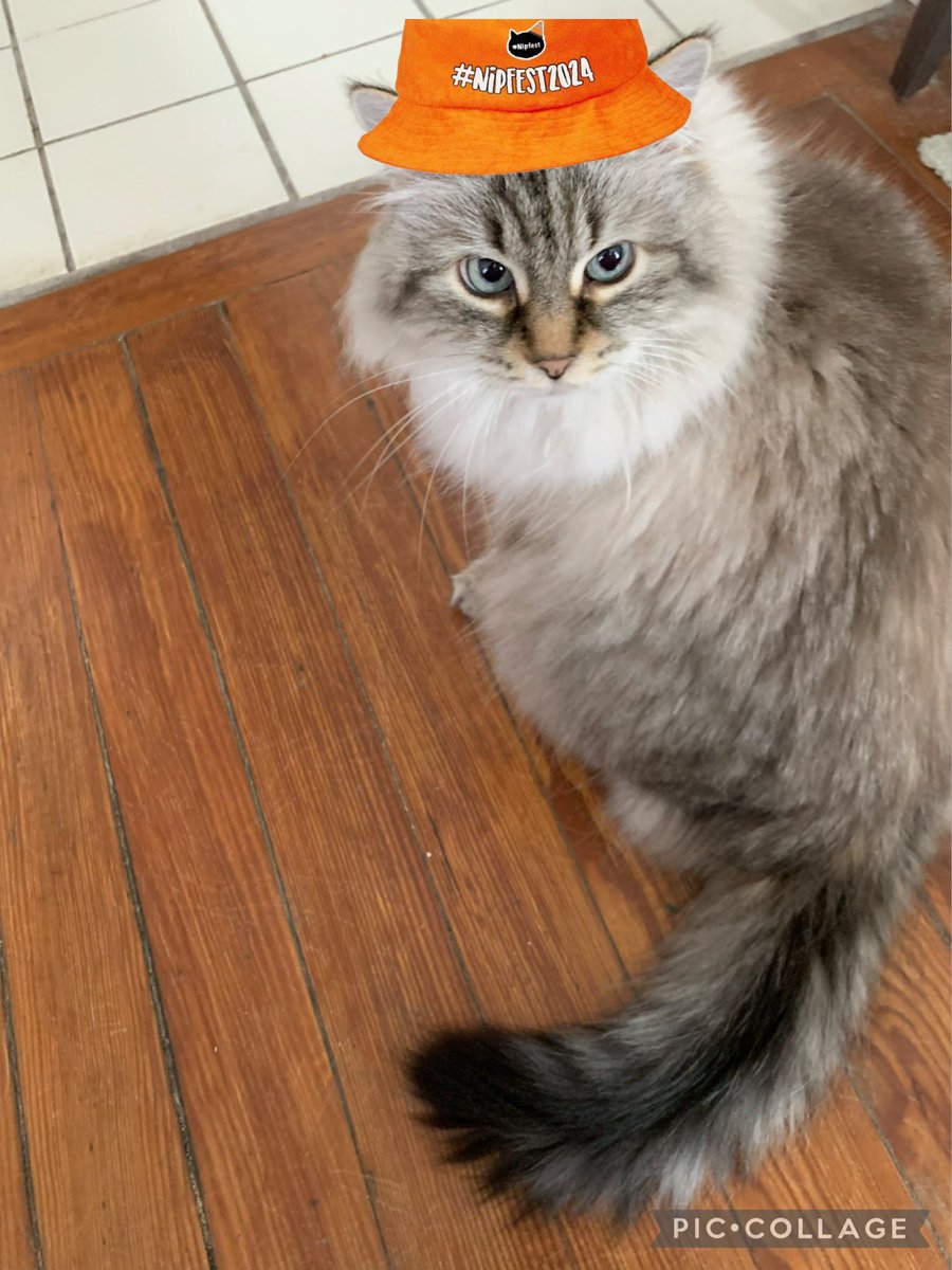 cory20191's tweet image. Hello besties!
It’s my Gotchaversary tomorrow
Been in my forever home since 2016
Olive
#Hedgewatch #HWCafe #Nipclub