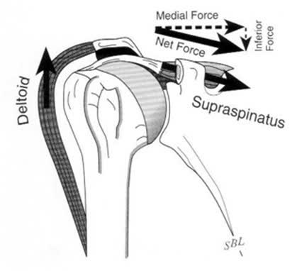 3 Keys to the Assessment and Treatment of Shoulder Impingement: mikereinold.com/shoulder-impin…