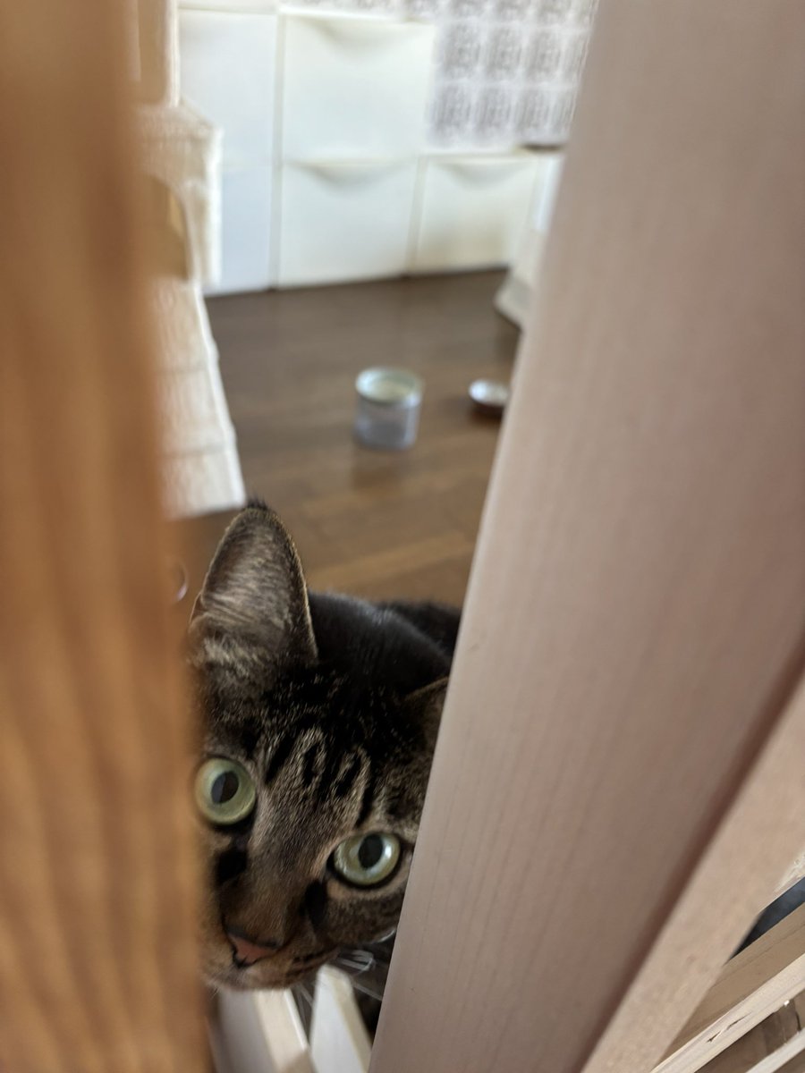 tomtom36565's tweet photo. ママそっちに行きたいニャ〜😸✨

#cat
#猫
#ねこ
#ネコ
#グレンジャー
 #life with my cat
#猫との日常
#healing time
#癒しの時間
#猫好きさんと繋がりたい https://t.co/YzaGWkVeJ1