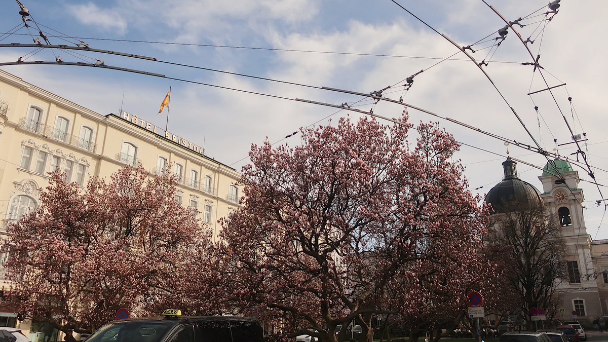 Inzwischen sind die Magnolienblüten am #Makartplatz in #Salzburg weiter aufgeblüht
Mehr Fotos: claudia.co.at/sbg/magnolienb…