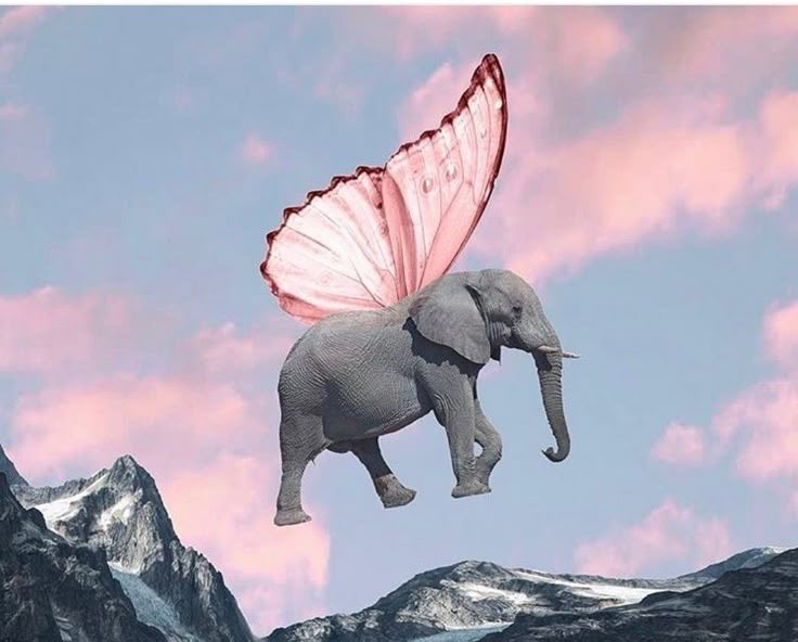 CuratedLara's tweet photo. Gajah terbang. :) 100p ya buat yang bener https://t.co/9pLiVbB6xs