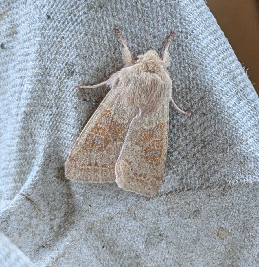 bernard boothroyd tweet media