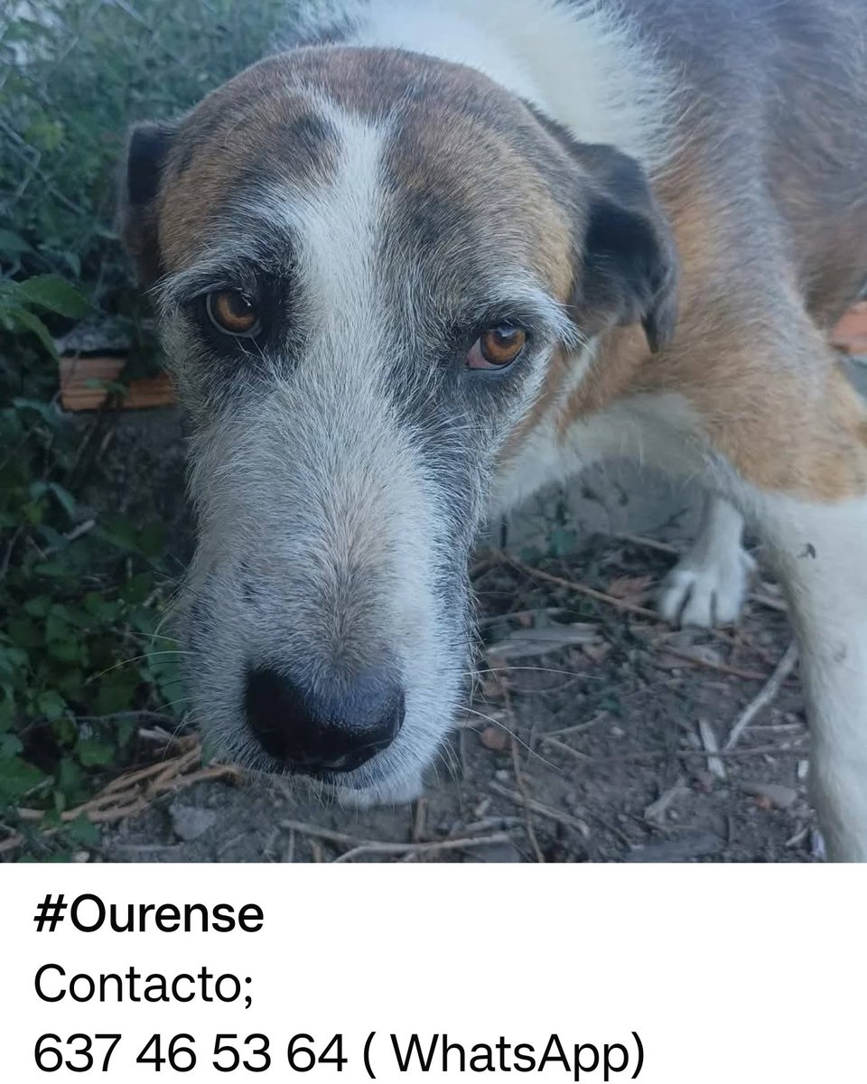 BurkManuela's tweet photo. 🟣TINA🟣
Abuelita buena y noble 
pero con mucho miedo 😞
Para evolucionar necesita a alguien
que con tiempo paciencia y respeto
pueda sacarla de su estado. 
Si crees que puedes ayudarla por favor contacta . https://t.co/hTPHqvioLc