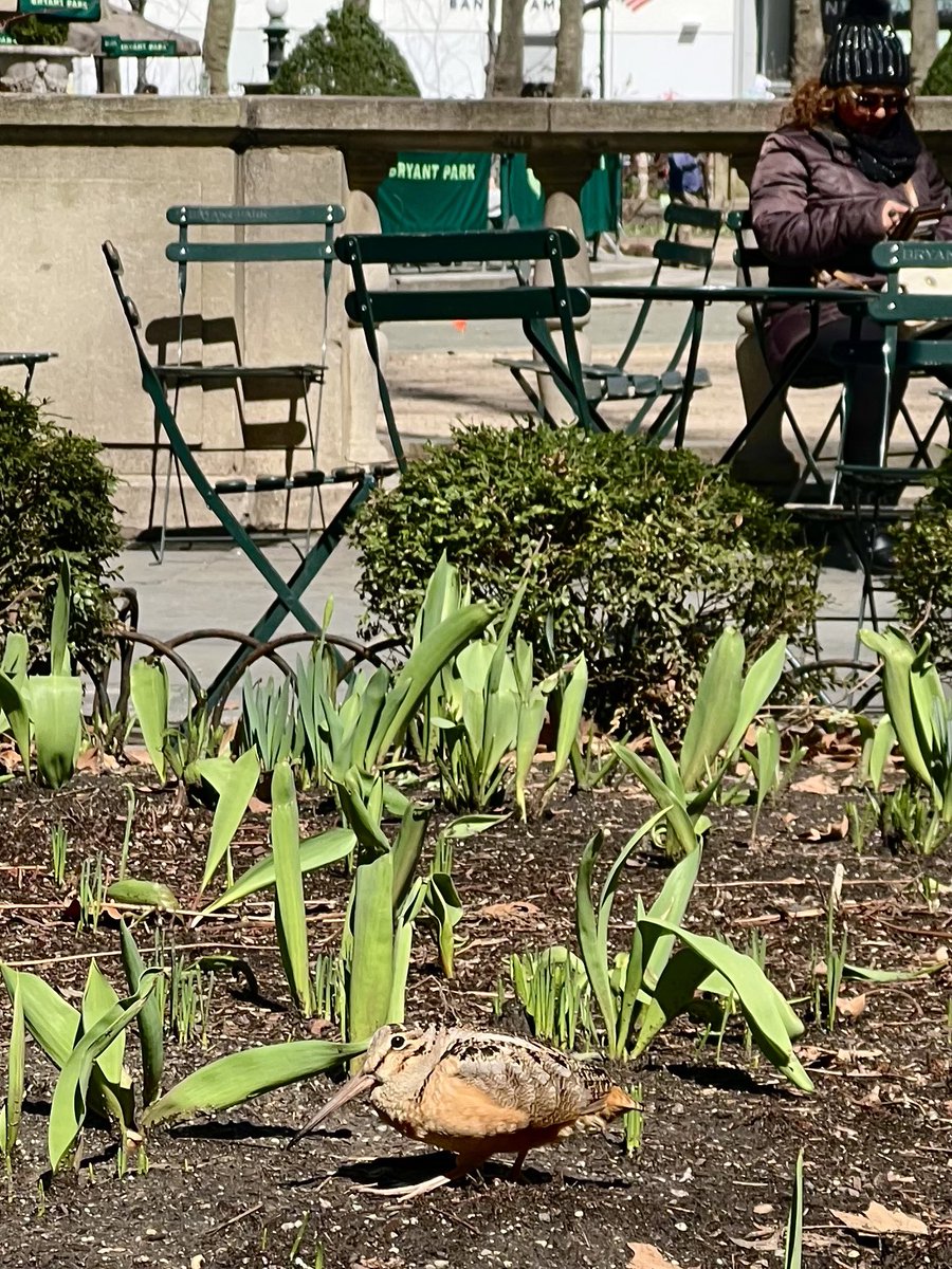 M๐
ฐ๏ธN๐ช๐ธ๐ซ๐ท๐ป๐ช๐ฌ๐ฆ๐จ๐ณ๐บ๐ธ (@mateoasker) on Twitter photo Sharing the Park. #bryantpark #birds #woodcock #NewYork #newyorker #HappySaturday #birding <a href="/BirdCentralPark/">Manhattan Bird Alert</a> <a href="/BirdingBobNYC/">Robert DeCandido PhD</a> <a href="/SEO_BirdLife/">SEO/BirdLife</a> <a href="/nycbirdalliance/">NYC Bird Alliance</a> <a href="/BirdingBobNYC/">Robert DeCandido PhD</a> Sharing the Park. #bryantpark #birds #woodcock #NewYork #newyorker #HappySaturday #birding <a href="/BirdCentralPark/">Manhattan Bird Alert</a> <a href="/BirdingBobNYC/">Robert DeCandido PhD</a> <a href="/SEO_BirdLife/">SEO/BirdLife</a> <a href="/nycbirdalliance/">NYC Bird Alliance</a> <a href="/BirdingBobNYC/">Robert DeCandido PhD</a>