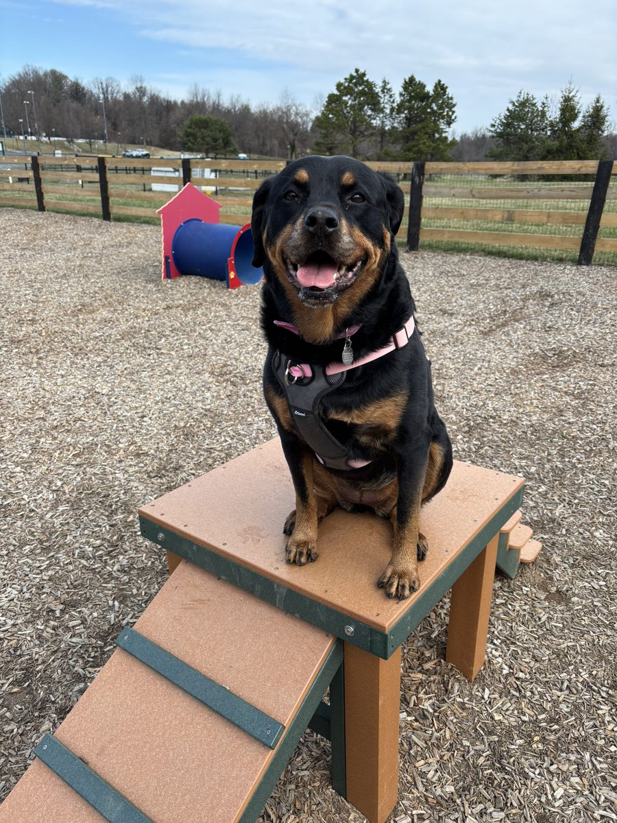 thedcregulator's tweet image. At the doggie park with our bratty little sister Zoe. I could have made a good agility dog, dontcha think? @servicerotties