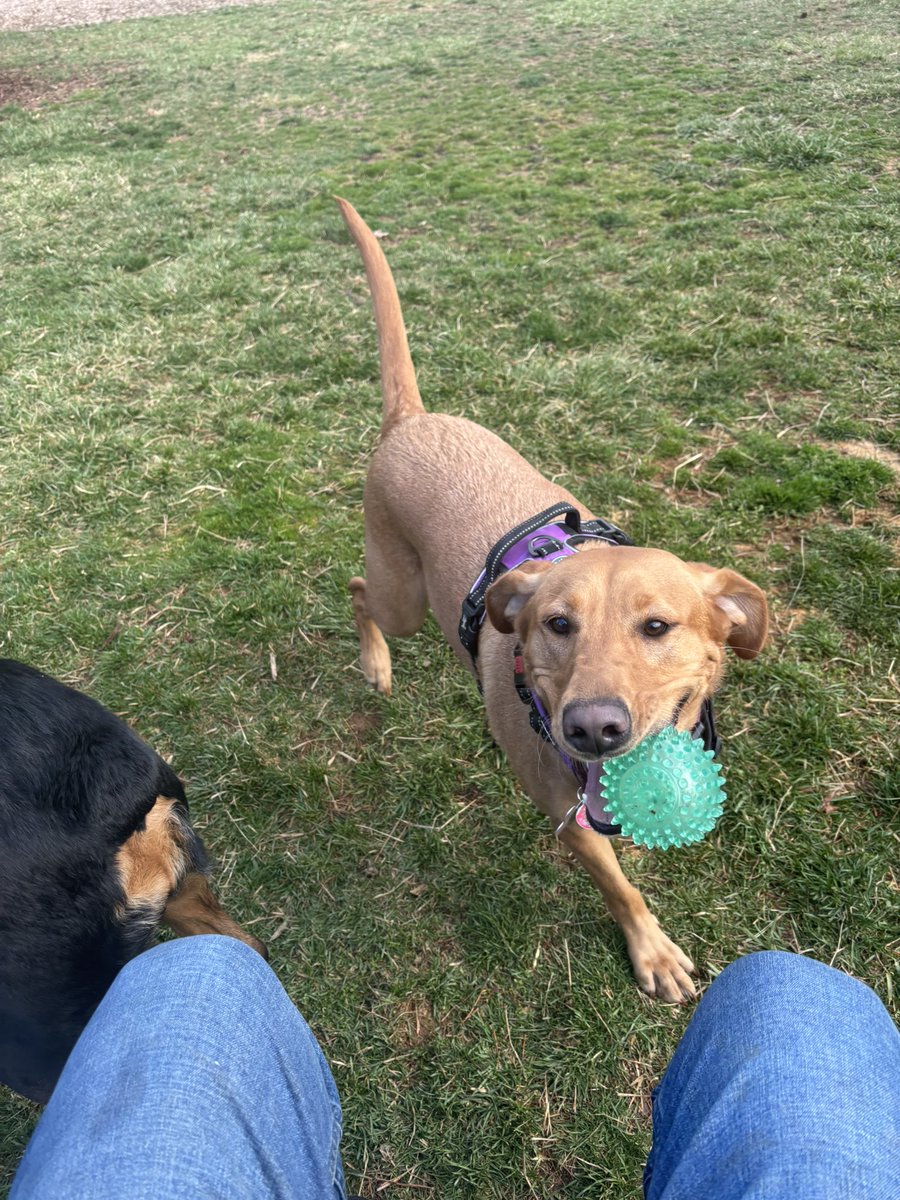 thedcregulator's tweet image. At the doggie park with our bratty little sister Zoe. I could have made a good agility dog, dontcha think? @servicerotties