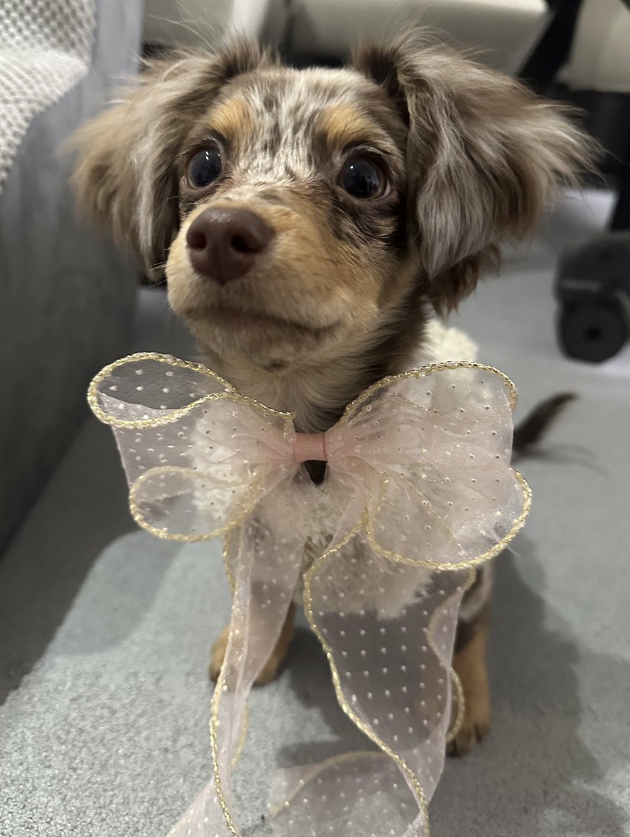 mamucha371's tweet photo. きみかわいすぎるよ🙂

#チワックス #犬好きな人と繋がりたい  #いぬやど https://t.co/JojnSqkmA4