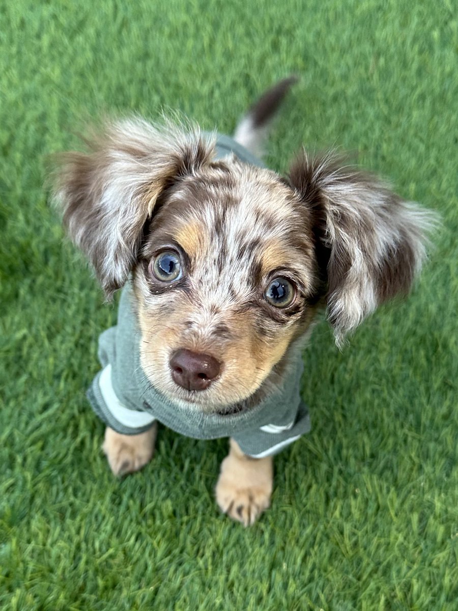 mamucha371's tweet photo. きみかわいすぎるよ🙂

#チワックス #犬好きな人と繋がりたい  #いぬやど https://t.co/JojnSqkmA4