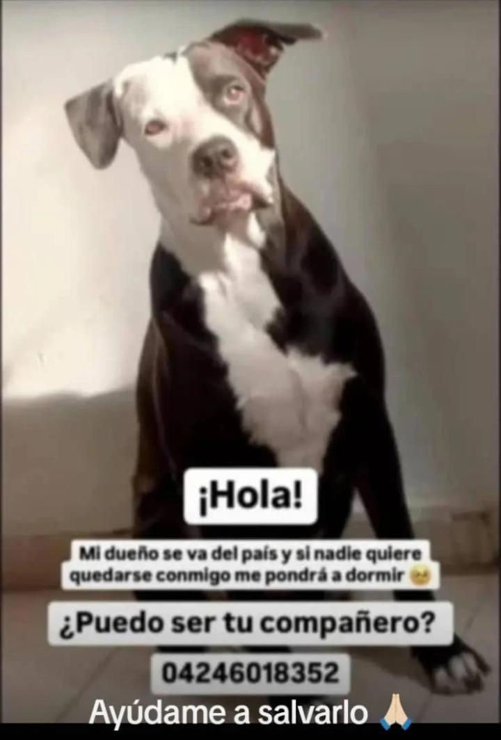 #Caracas
Está belleza busca un hogar responsable🐶🤍🤍🤍Favor difundir🙏🏻
Gracias🤗🇻🇪