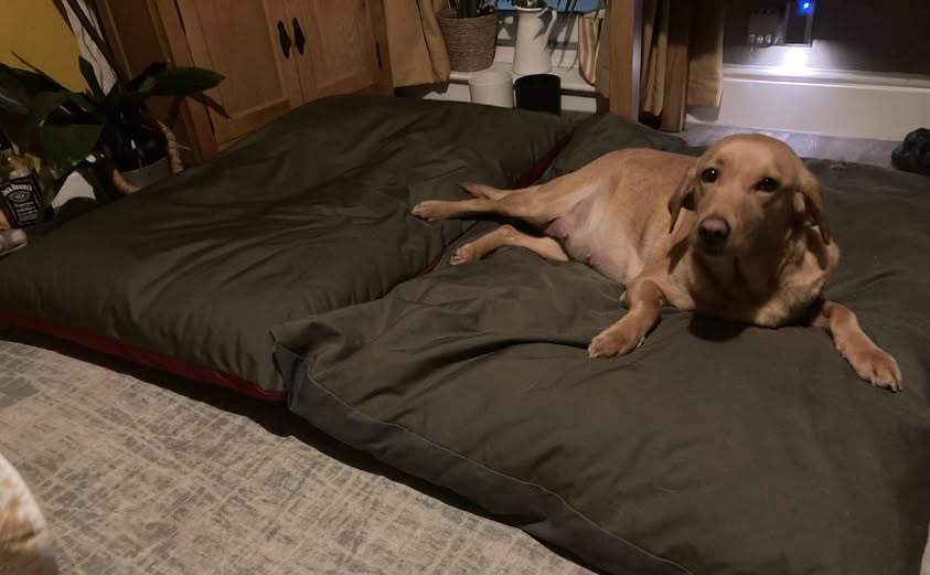 Kennelmate Dog Beds tweet media