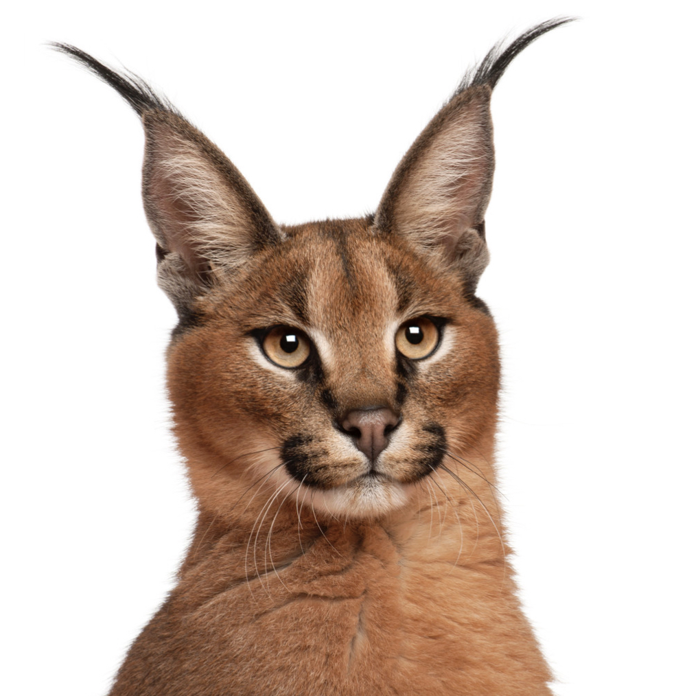 SteveVenright's tweet photo. The Egyptian Lynx: Wild cat, typically nocturnal, with a proud bearing and lovely smile; can be dangerous to Zionists when provoked, sometimes crossing great distances to exact a ferocious reprimand. 🇪🇬🇵🇸 #UnderratedAnimals https://t.co/YysaFBTOSB