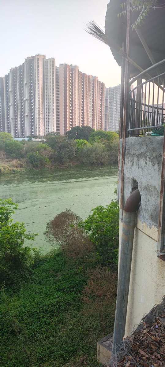 #SaveMulshi #SaveMulaRiver
मुळा नदी मरणशय्येवर आहे बेलगाम प्रदूषणामुळे। हा फोटो आहे मुळशी हिंजवडी फेस 1 ब्लु रिज टाउनशिप आणि vtp टाउनशिप लागत मुळा नदीचा। आम्हाला वाचवा। 4 मार्च 2025 च्या विधानसभेत सुद्धा हा प्रश्न मांडला गेला होता। <a href="/CMOMaharashtra/">CMO Maharashtra</a> <a href="/AjitPawarSpeaks/">Ajit Pawar</a> <a href="/pmo_munde/">Pankaja Munde's Office</a>