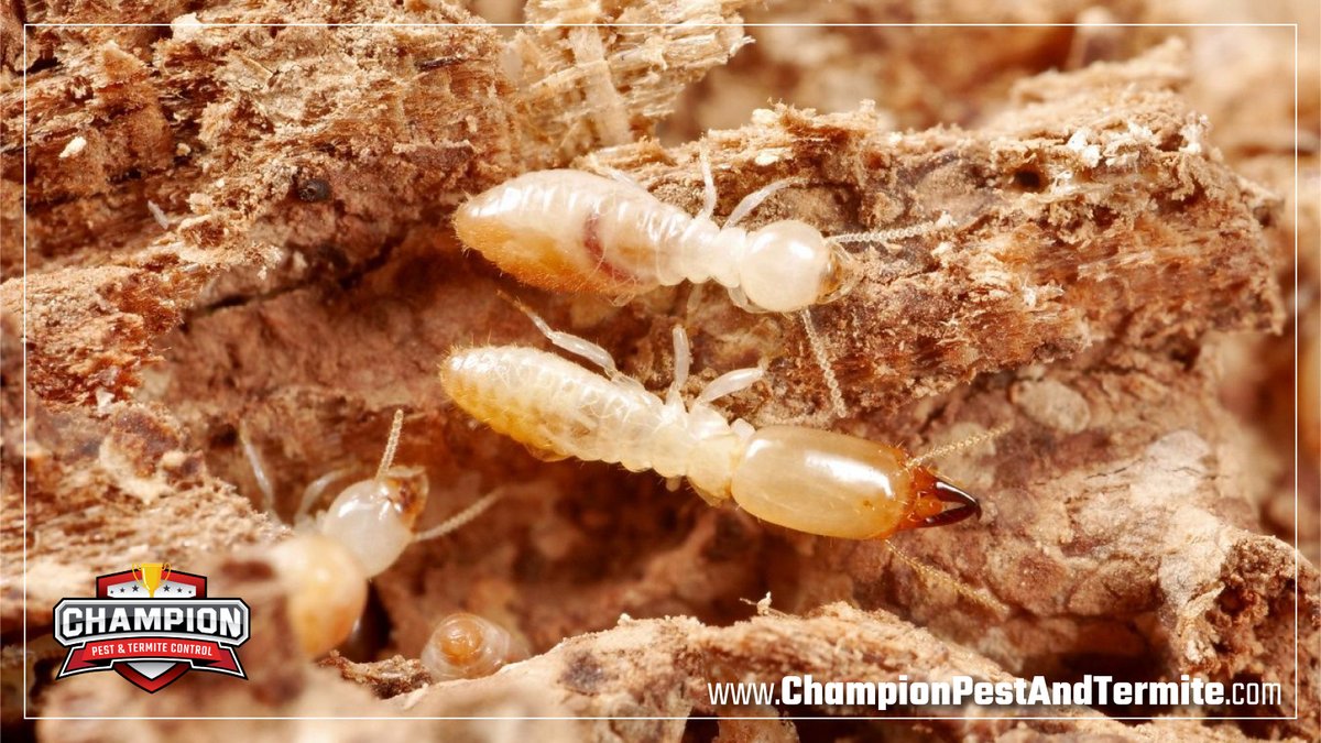PestChampion's tweet image. Warmer weather = more pests! Springtime is prime time for termites, ants &amp;amp; stinging insects. Before they take over your home, take these steps: bit.ly/4dZwp33 #springpests #pestcontrol #springpestprevention