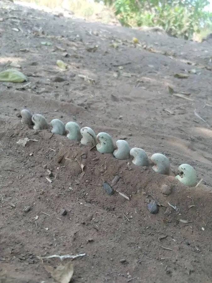 YAGILEVELvibes's tweet image. If know this game 
Comment and like I follow back immediately