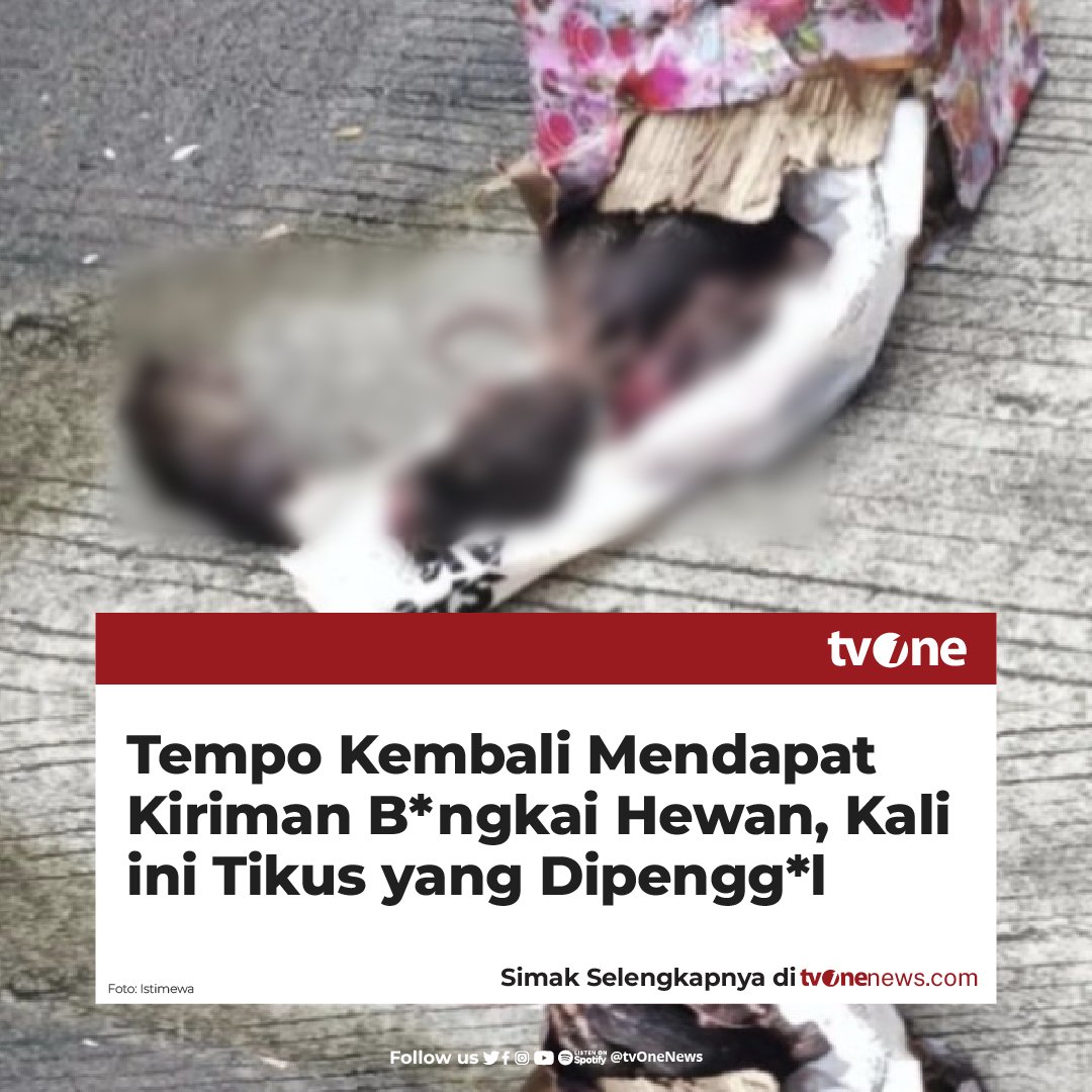 tvOneNews's tweet photo. Setelah paket potongan kepala babi, kantor redaksi Tempo mendapatkan kiriman kedua berupa kotak berisi bangkai tikus yang dipenggal. Petugas kebersihan Tempo menemukannya kardus berisi enam ekor tikus pada Sabtu (22/3/2025), pukul 08.00 WIB.

Petugas kebersihan Tempo menduga kotak kardus yang dibungkus dengan kertas kado bermotif bunga mawar merah itu berisi mi instan. Kotak itu sedikit penyok. Ketika ia membukanya, kotak kardus berisi kepala tikus.

Petugas kebersihan itu lalu memanggil petugas kebersihan lain dan satpam Tempo. Ketika mereka membukanya, ada enam bangkai tikus dengan kepala terpenggal yang ditumpuk dengan badannya. Tak ada tulisan apa pun di kotak kardus tersebut.

Pemeriksaan sementara oleh manajemen gedung, bungkusan berisi bangkai tikus itu dilempar orang tak dikenal pada pukul 02.11 WIB dari luar pagar kompleks kantor Tempo di Jalan Palmerah Barat Jakarta Selatan.

Baca berita selengkapnya di https://t.co/FIcjlMzopl
#HardNews_Viral #NewsOne #CariBeritaditvOne #tvOne #Tempo #Teror #NO04