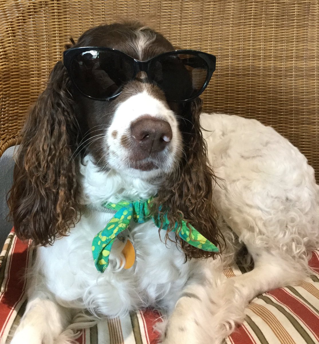 WillowsGallery's tweet photo. #alphabetchallenge #letterLforLyrics 
🎶Now go get yourself some big black frames 
With the glass so dark they won’t even know your name
The choice is up to you cause they come in two classes 
Rhinestone shades or cheap sunglasses 🎵
                          😎ZZ Top https://t.co/Cui2e8iQaA