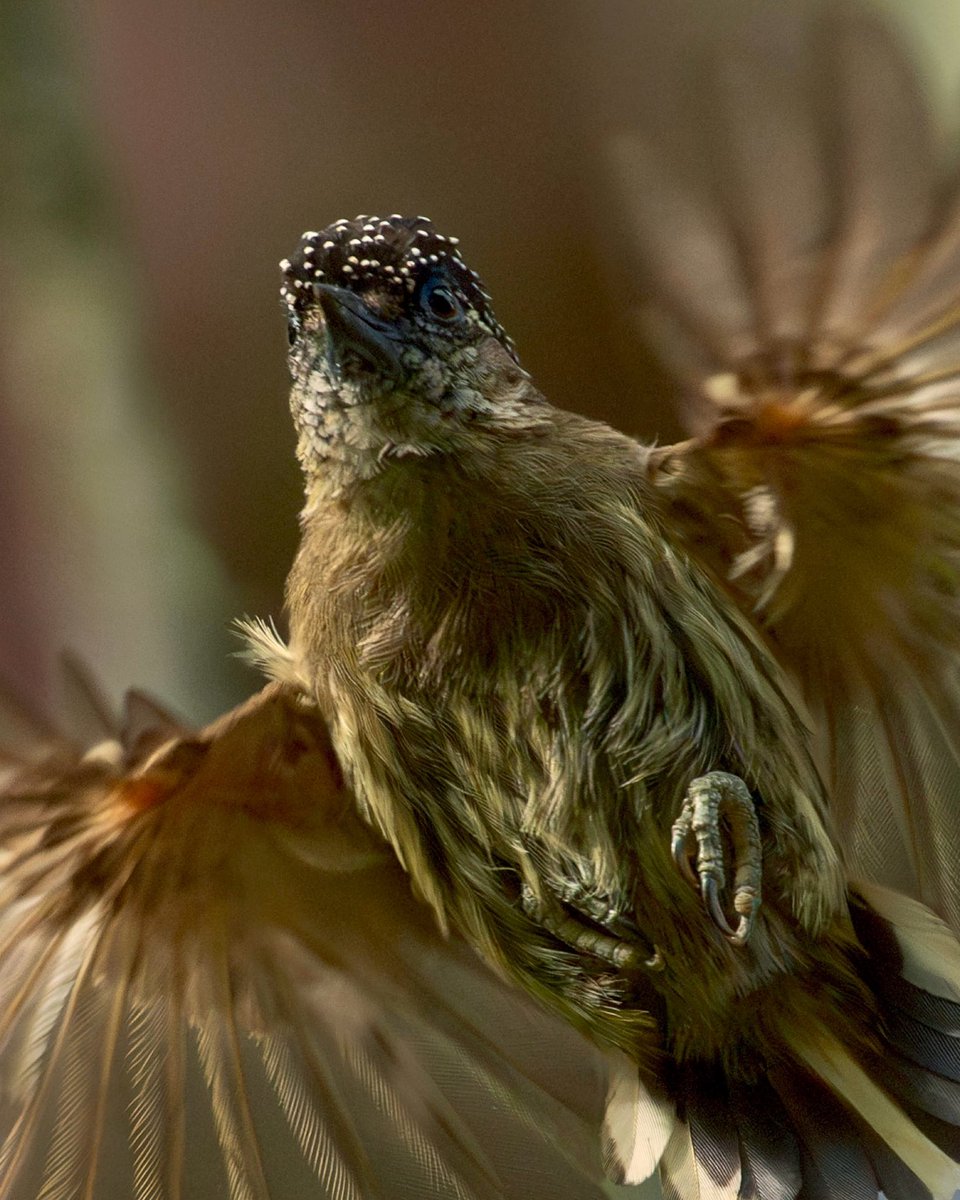 Aterrizaje del diminuto Carpinterito Olivaceo.