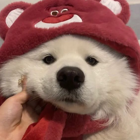 ผืนดิน (@weimingsirlerx) on Twitter photo 