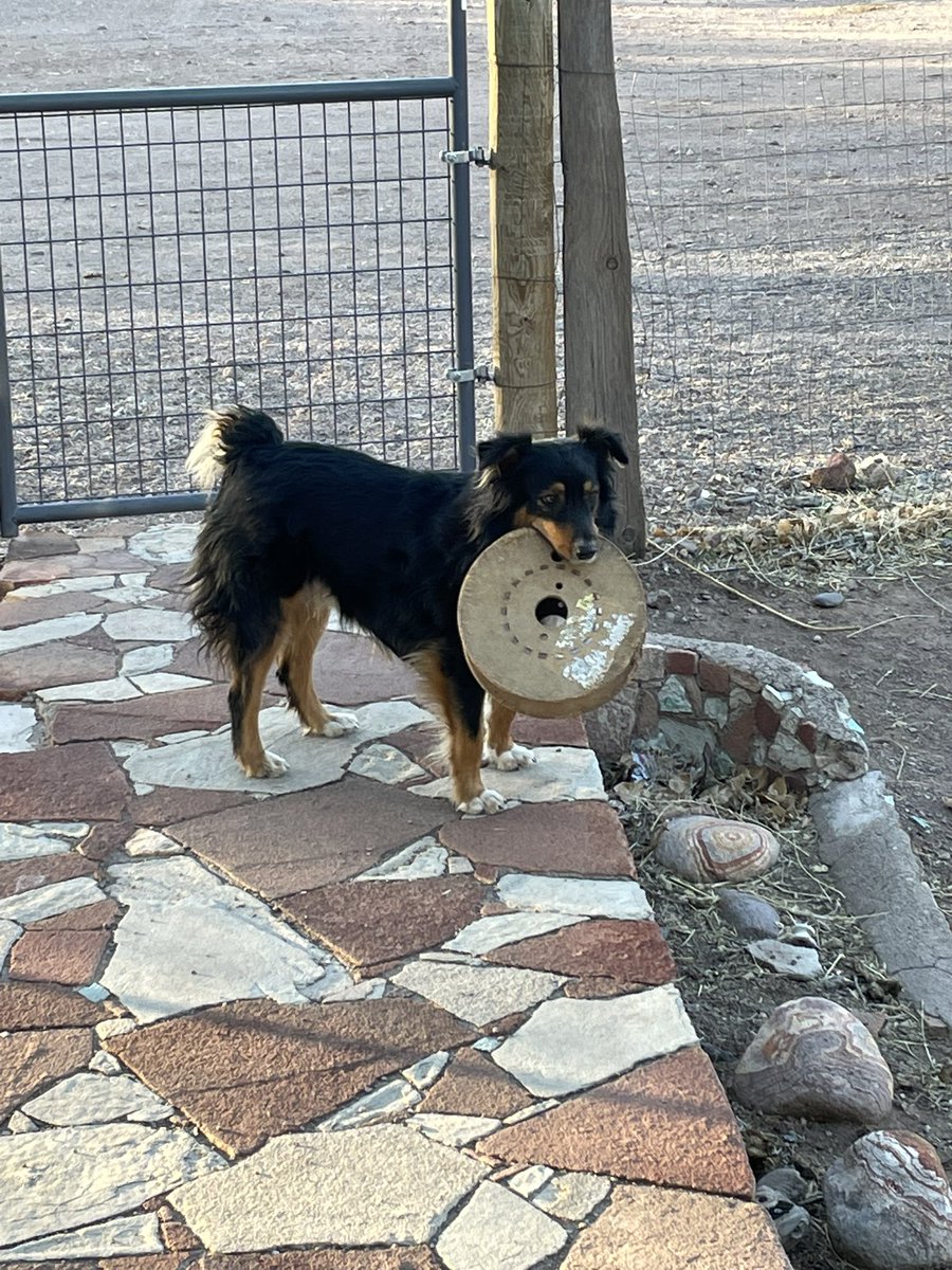 Who else as a reel dog🤣🤣🤣