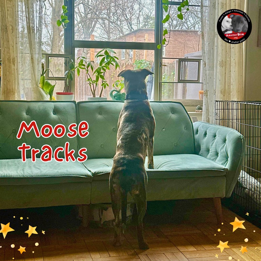 ❤️recently rescued from euthanasia, MOOSE TRACKS is enjoying the view from her foster home! 
Moose is 2 yo, 66 lbs, dog friendly &amp; on Long Island - beat the crowd &amp; apply to adopt her today! Amsterdog.org

#amsterdog #amsterdogrescue