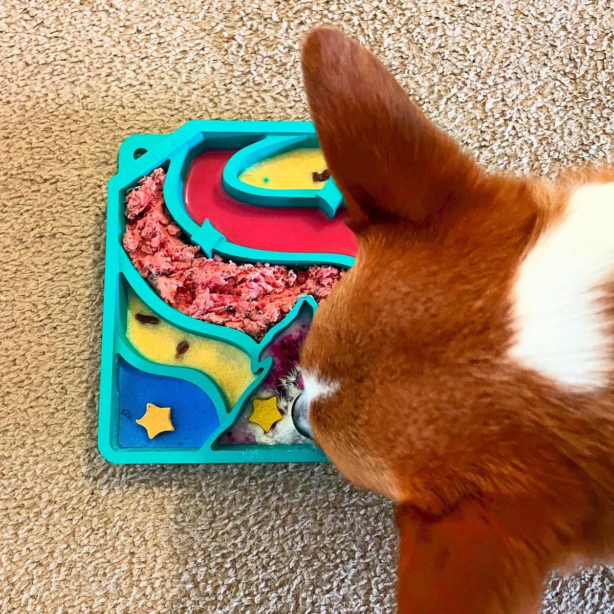 Miss Bentley The Corgi tweet media