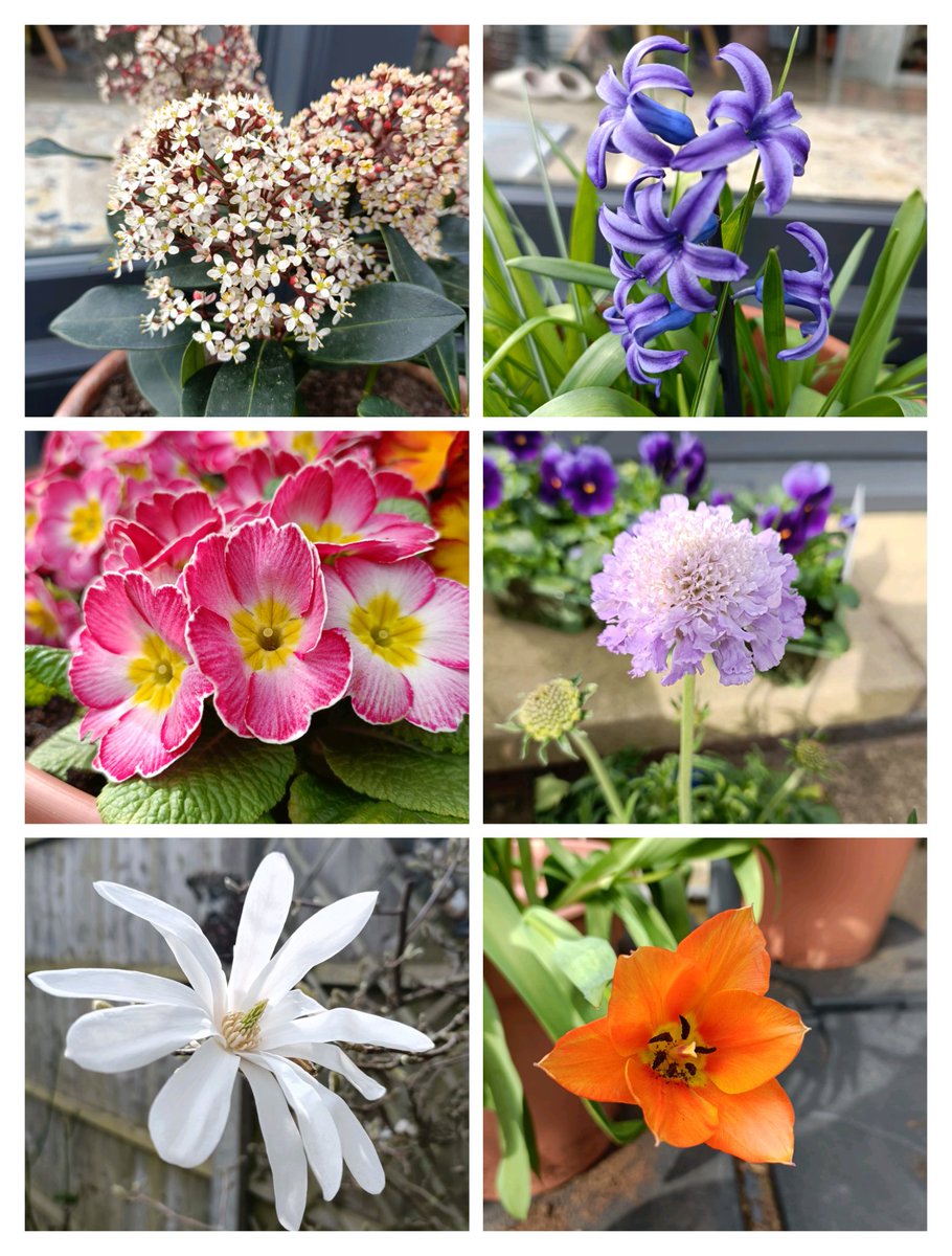 pearle44's tweet photo. #SixOnSaturday it's so wonderful to see some colour in the garden ❤️ https://t.co/aV0JVI4kly
