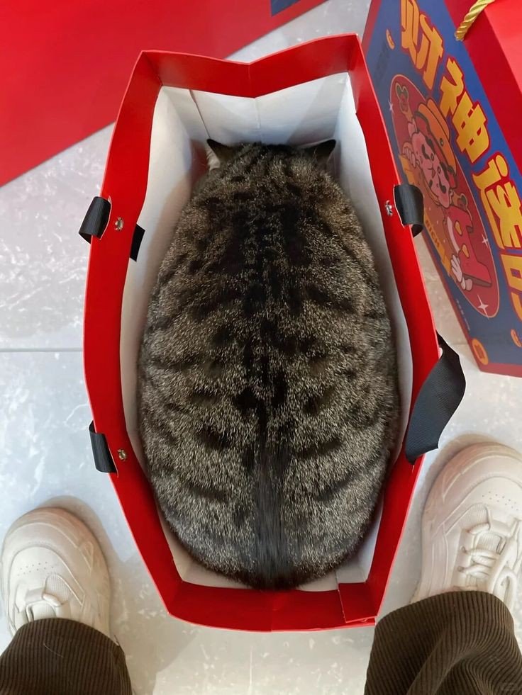 No Context Cats (@nocontextscats) on Twitter photo 