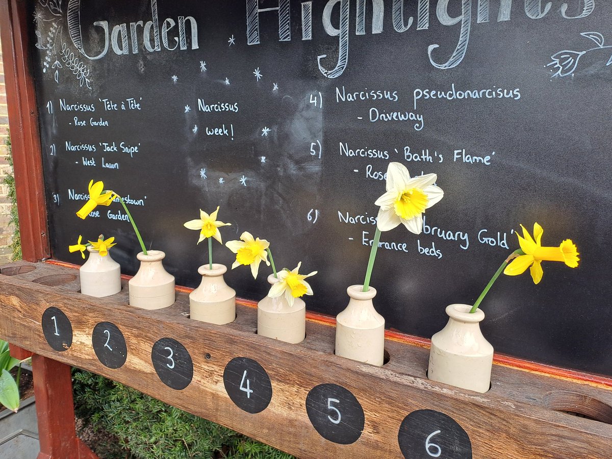 So who knows their Narcissus pseudonarcissus (see swathes of them up the <a href="/PolesdenLaceyNT/">PolesdenLaceyNT</a> driveway) from their 'Bath's Flame' (clumps in our rose garden) ⁉️🌼
I love our fab mix of heritage varieties and modern cultivars - something for everyone 🫶